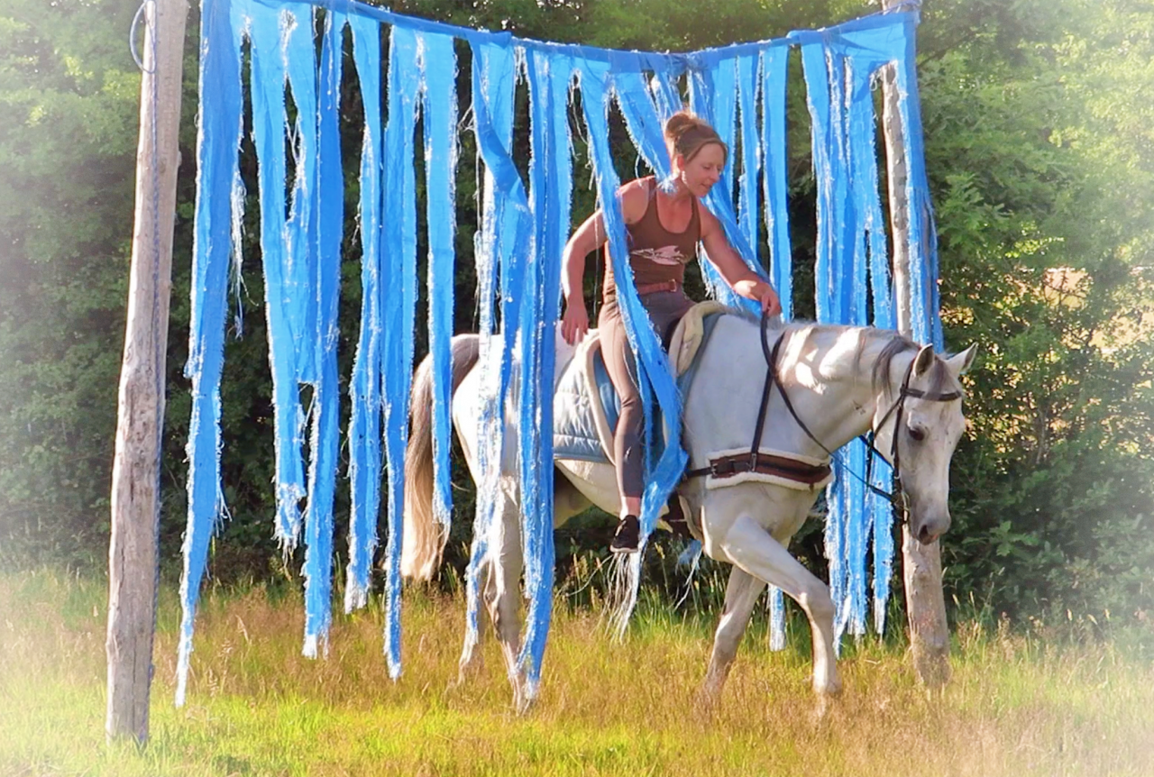 Gelding AQPS For sale 2015 Grey