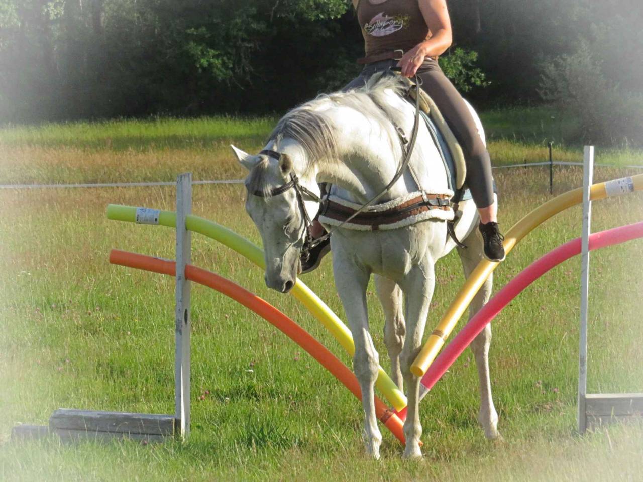 Gelding AQPS For sale 2015 Grey
