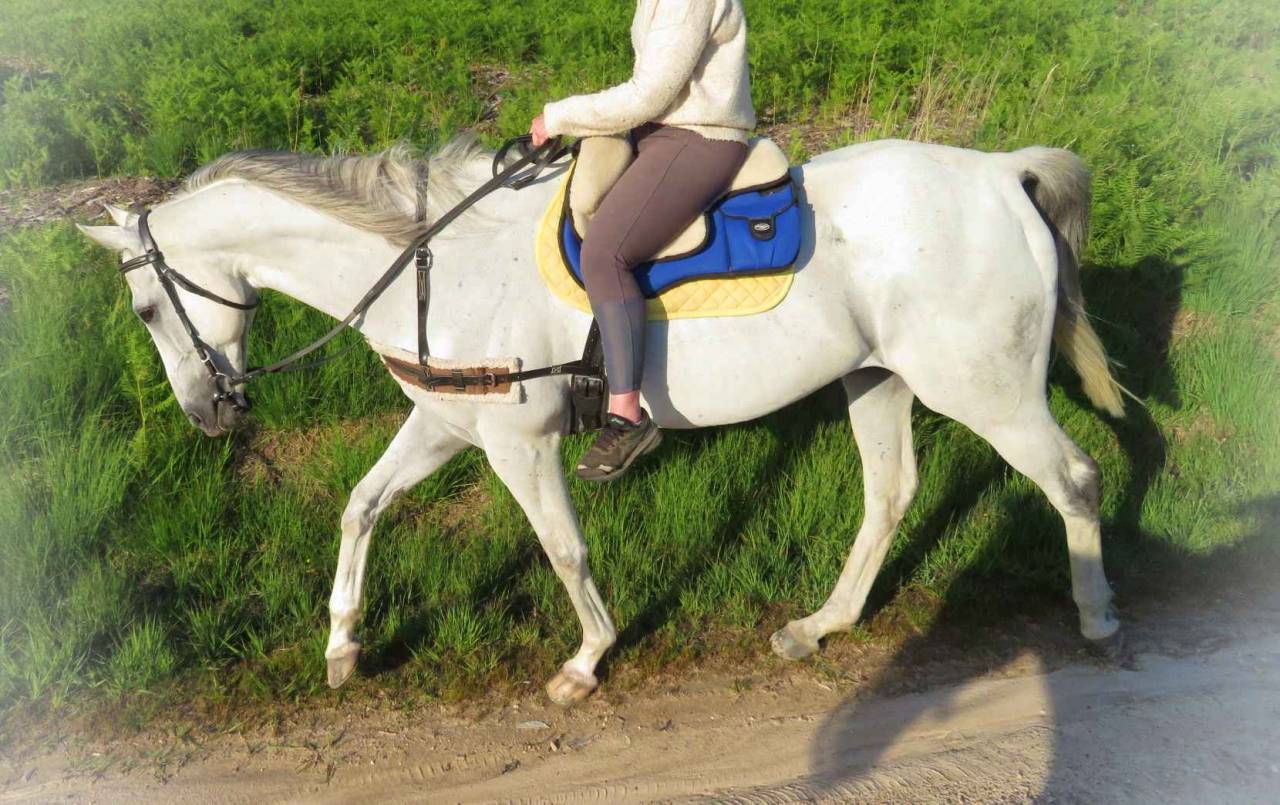 Gelding AQPS For sale 2015 Grey