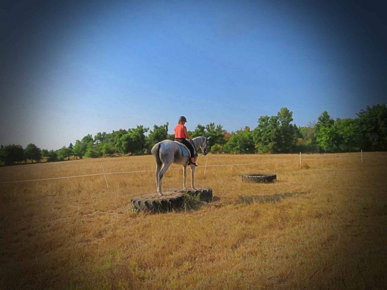 Gelding AQPS For sale 2015 Grey