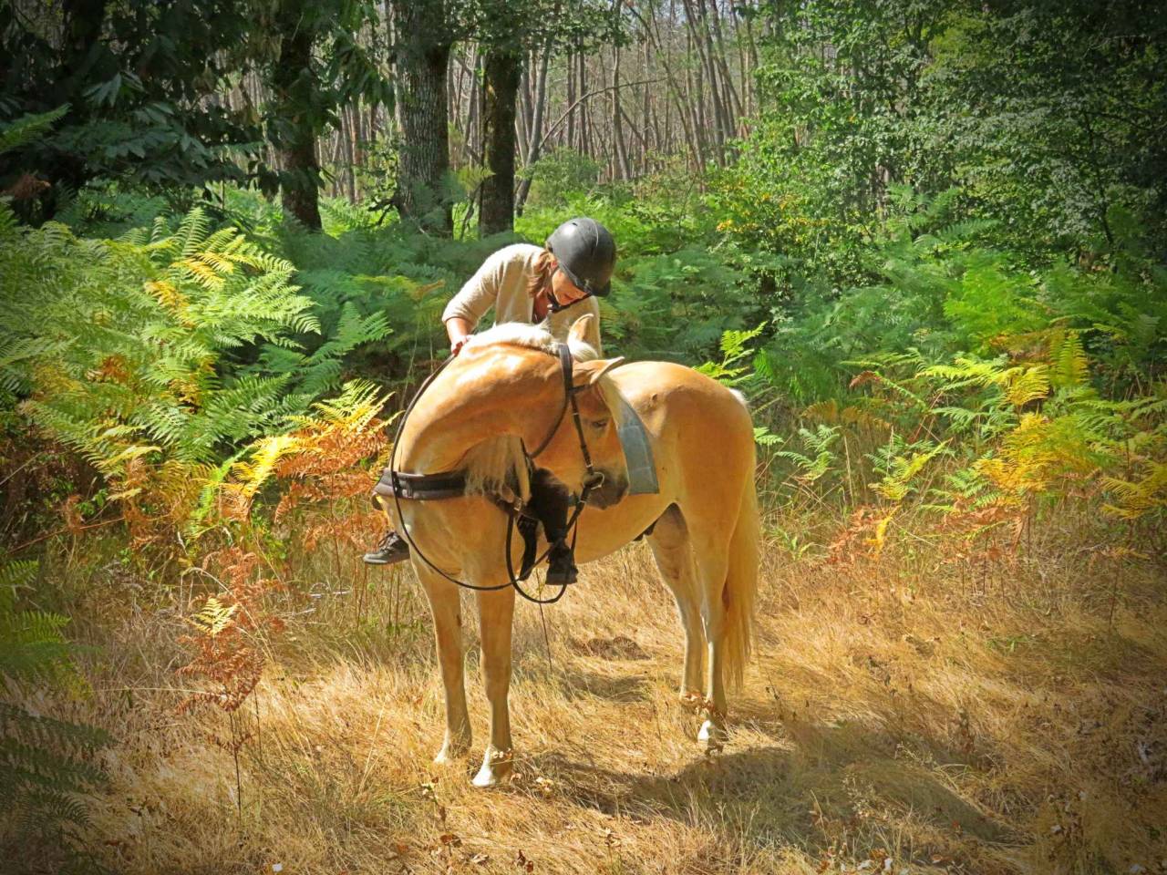Gelding Haflinger For sale 2022 Palomino