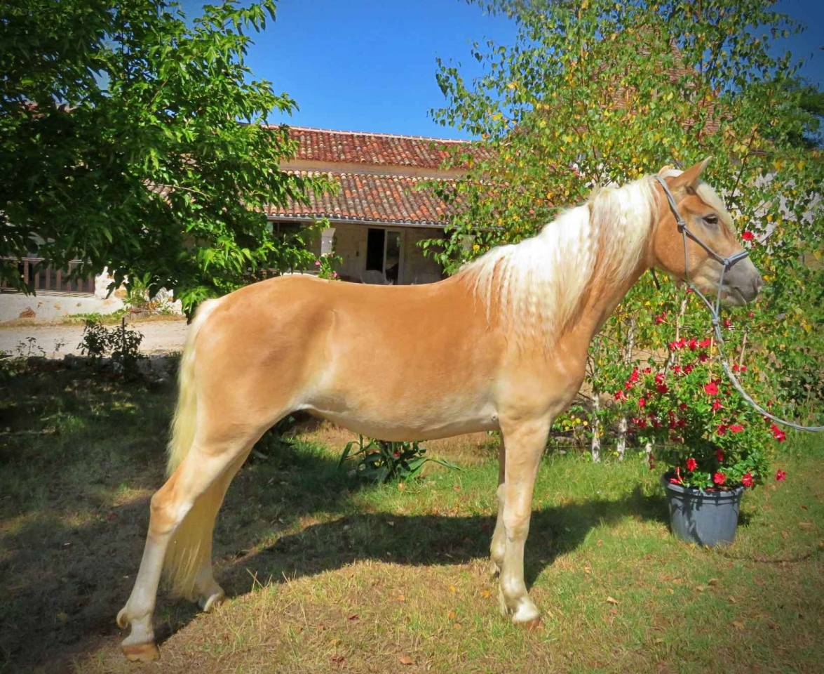 Gelding Haflinger For sale 2022 Palomino