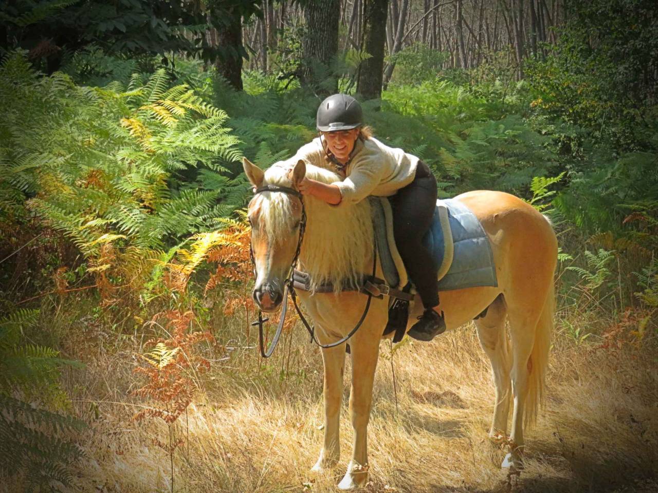 Gelding Haflinger For sale 2022 Palomino