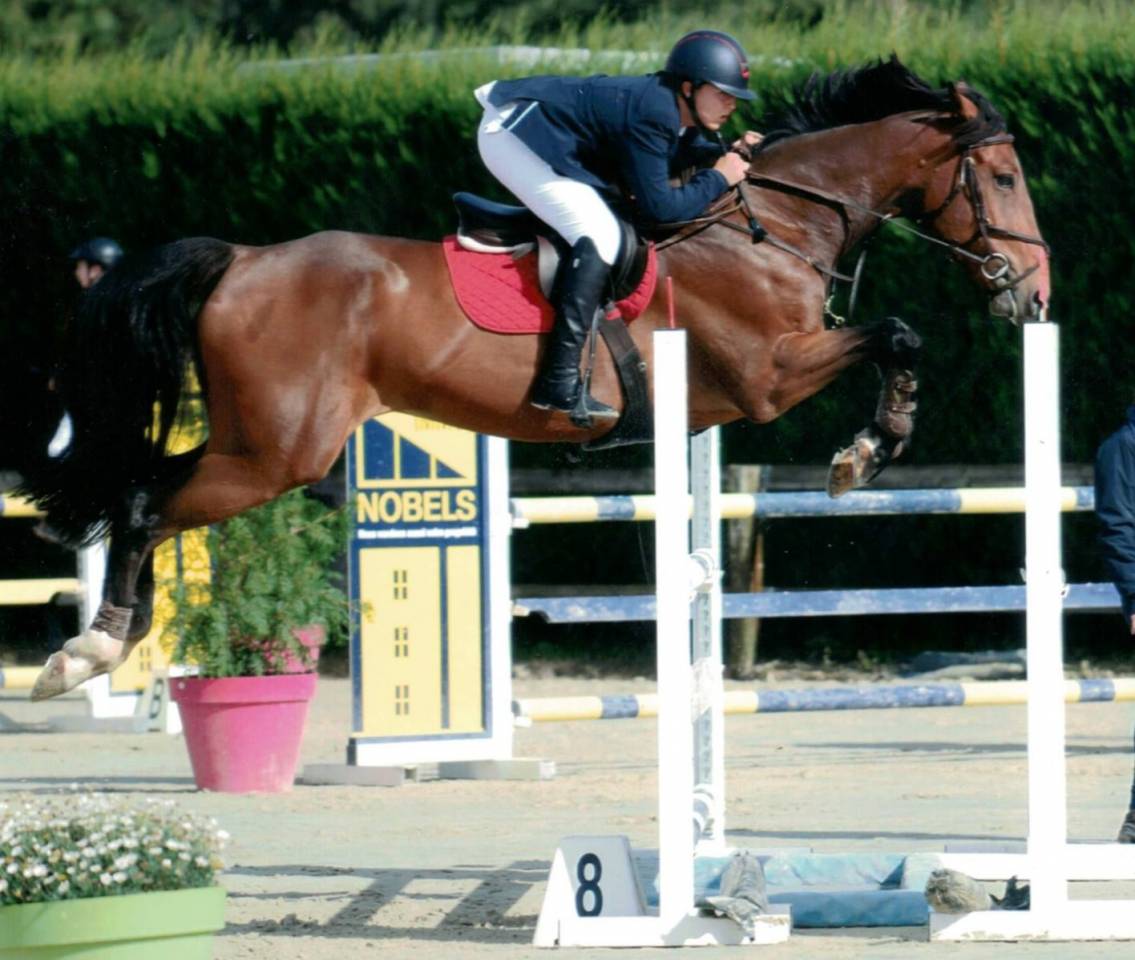 Gelding sBs Belgian Warmblood For sale 2012 Dark Bay