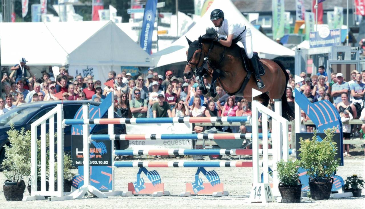 Gelding sBs Belgian Warmblood For sale 2012 Dark Bay