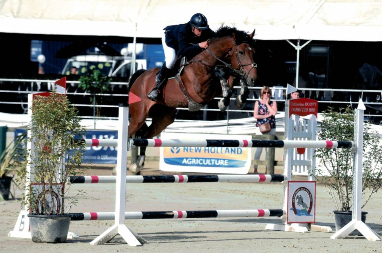 Gelding sBs Belgian Warmblood For sale 2012 Dark Bay