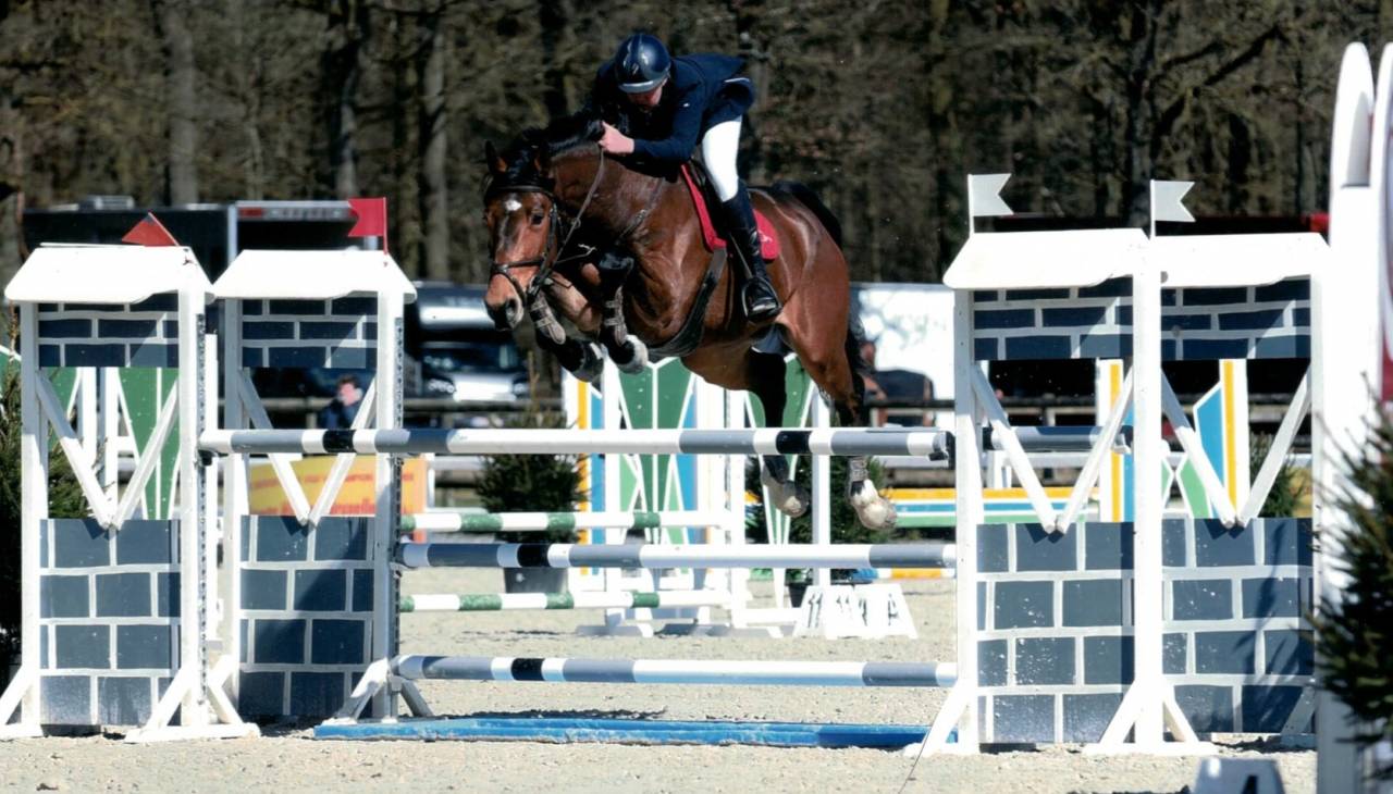 Gelding sBs Belgian Warmblood For sale 2012 Dark Bay