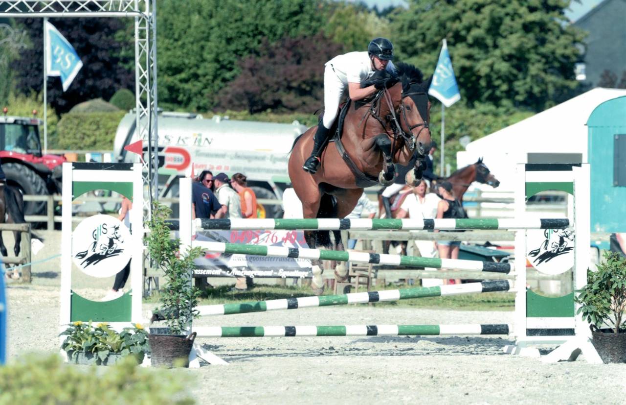 Gelding sBs Belgian Warmblood For sale 2012 Dark Bay