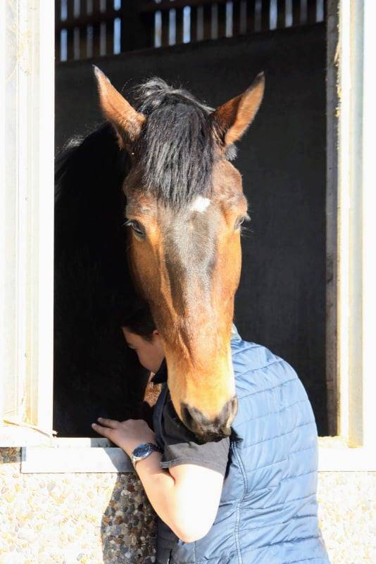 Gelding sBs Belgian Warmblood For sale 2012 Dark Bay