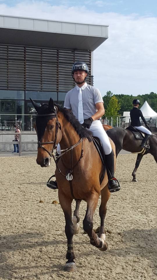 Gelding sBs Belgian Warmblood For sale 2012 Dark Bay