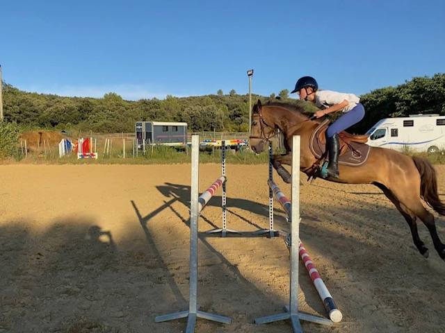 Gelding Connemara For sale 2015 Buckskin