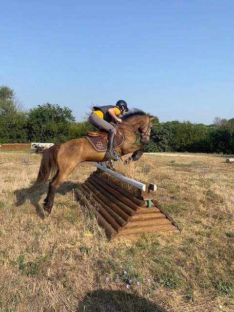 Gelding Connemara For sale 2015 Buckskin