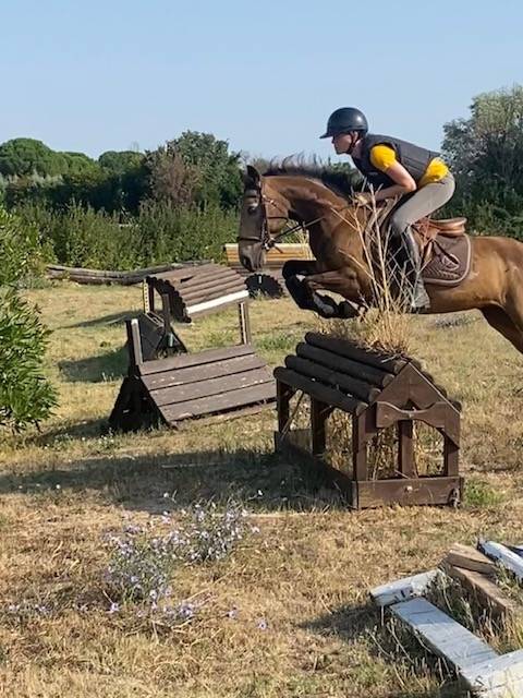 Gelding Connemara For sale 2015 Buckskin