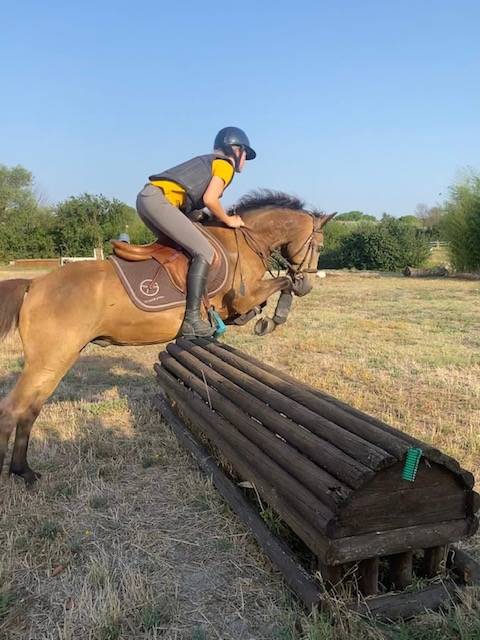 Gelding Connemara For sale 2015 Buckskin