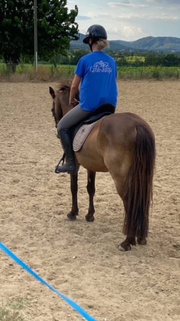 Gelding Connemara For sale 2015 Buckskin