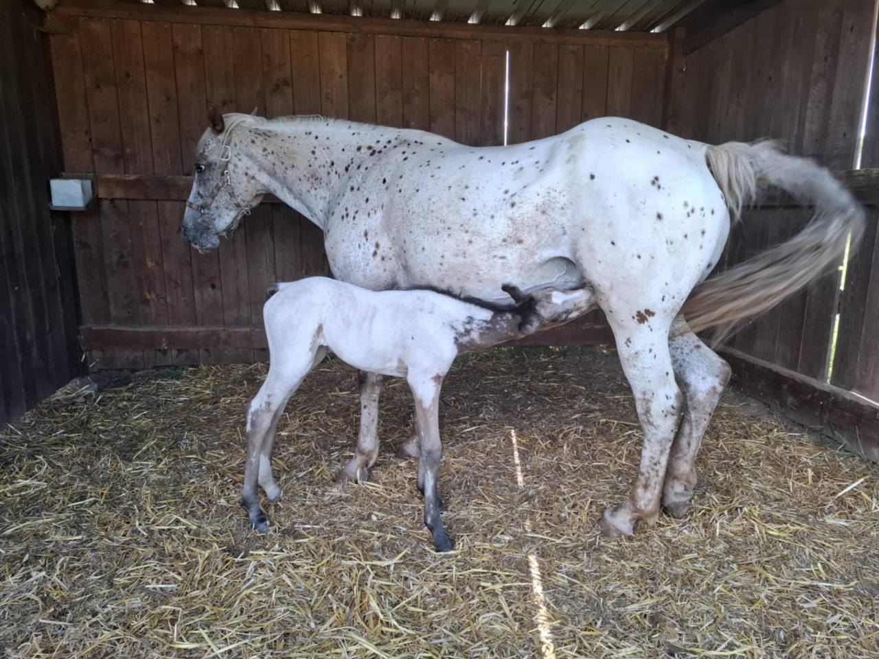 Filly Appaloosa For sale 2025 Buckskin