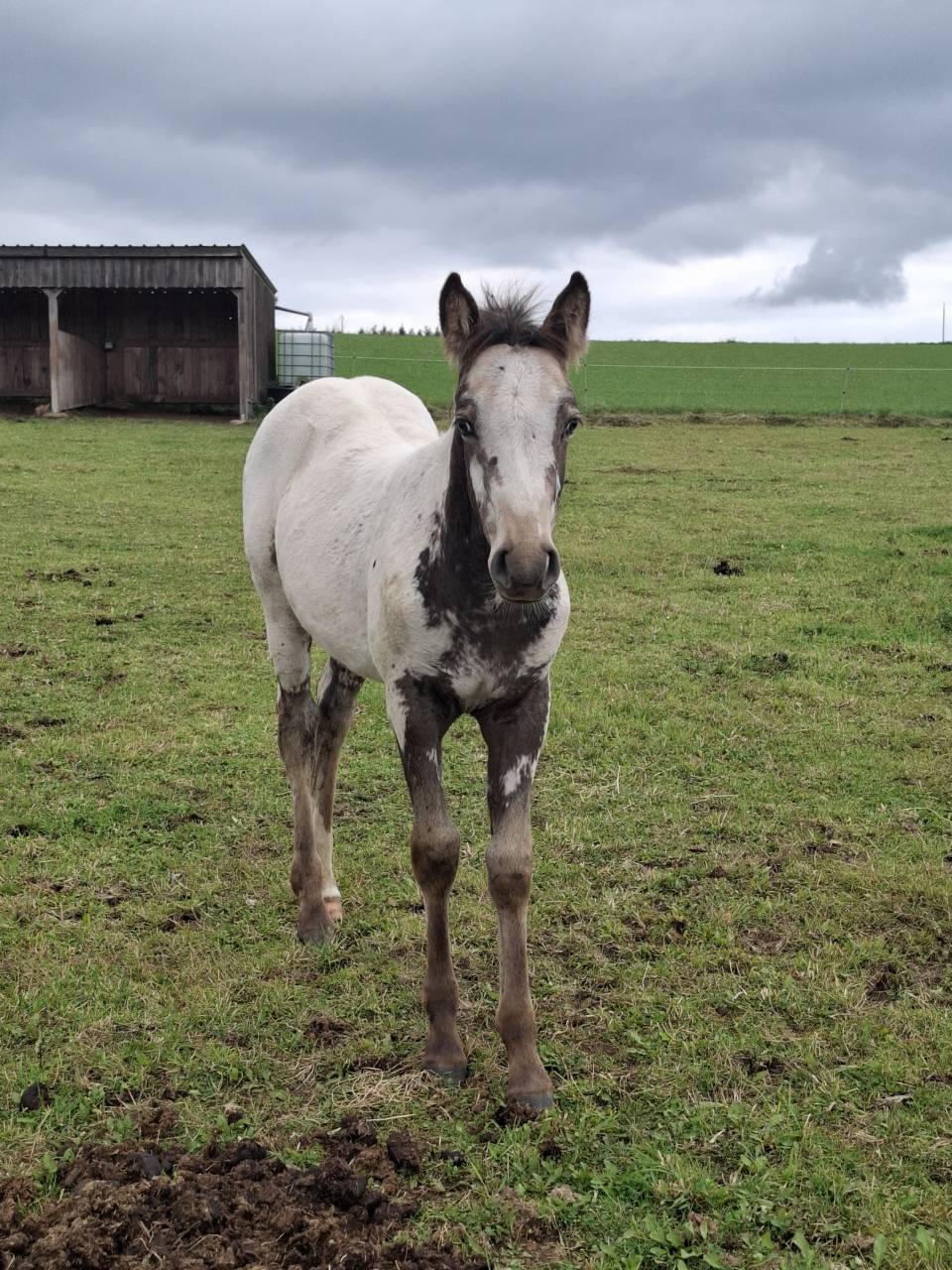 Filly Appaloosa For sale 2025 Buckskin