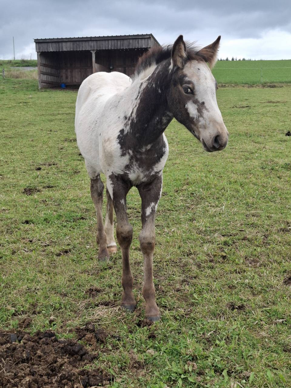 Filly Appaloosa For sale 2025 Buckskin