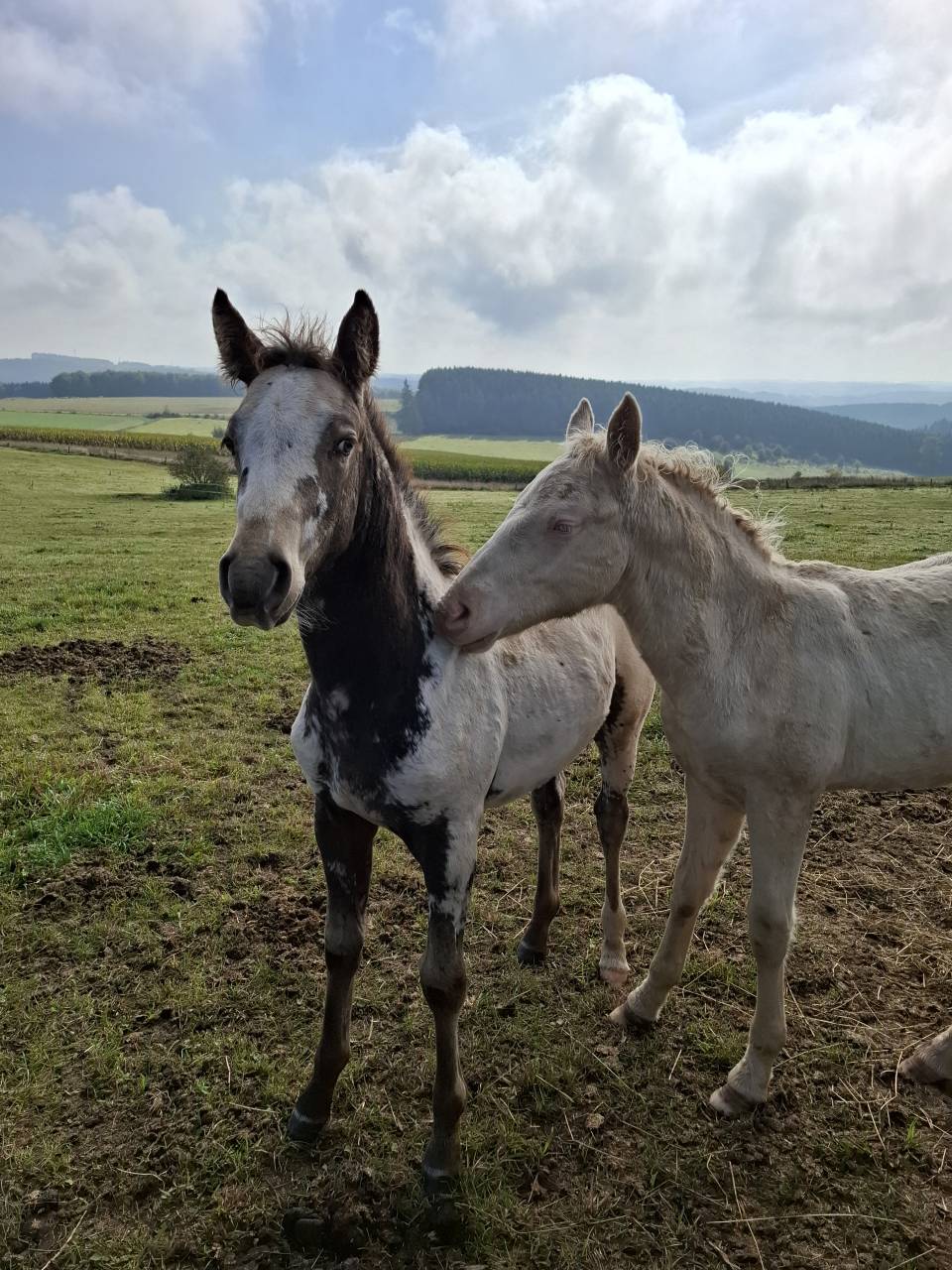 Filly Appaloosa For sale 2025 Buckskin