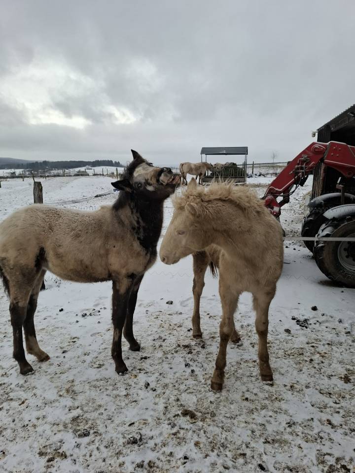 Filly Appaloosa For sale 2025 Buckskin