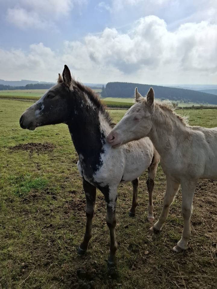 Filly Appaloosa For sale 2025 Buckskin