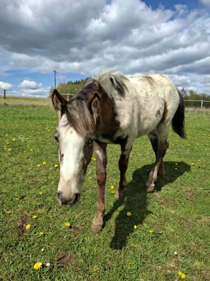 Filly Appaloosa For sale 2025 Buckskin