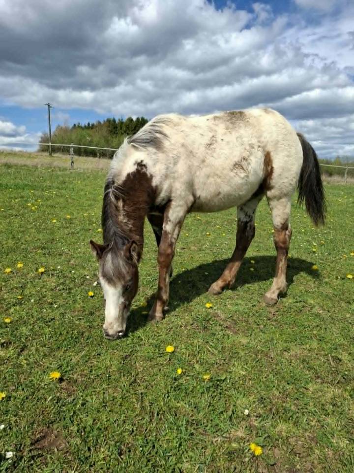 Filly Appaloosa For sale 2025 Buckskin