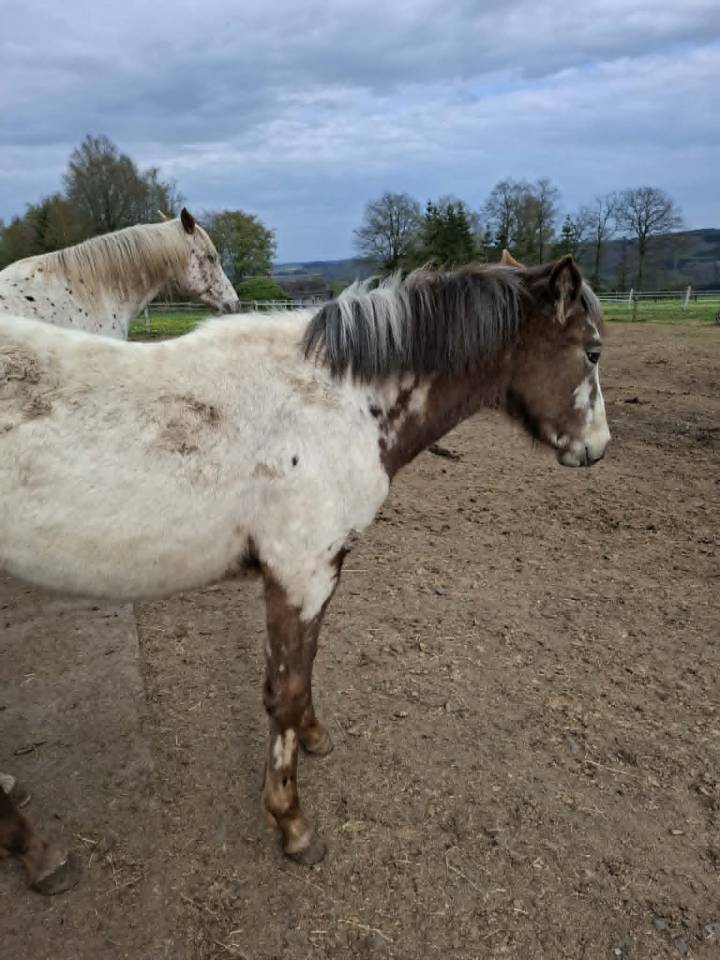 Filly Appaloosa For sale 2025 Buckskin