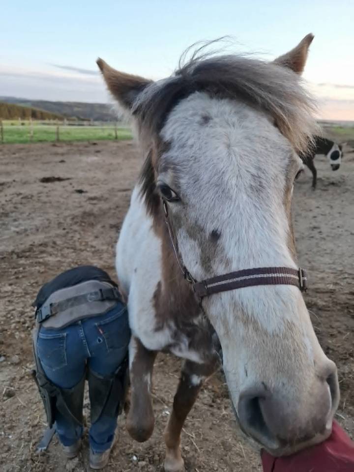 Filly Appaloosa For sale 2025 Buckskin