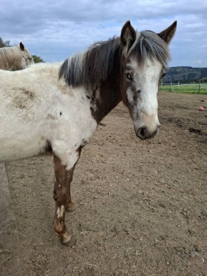 Filly Appaloosa For sale 2025 Buckskin