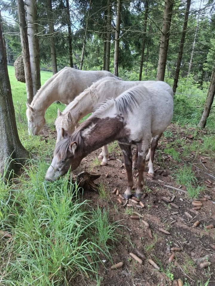 Filly Appaloosa For sale 2025 Buckskin