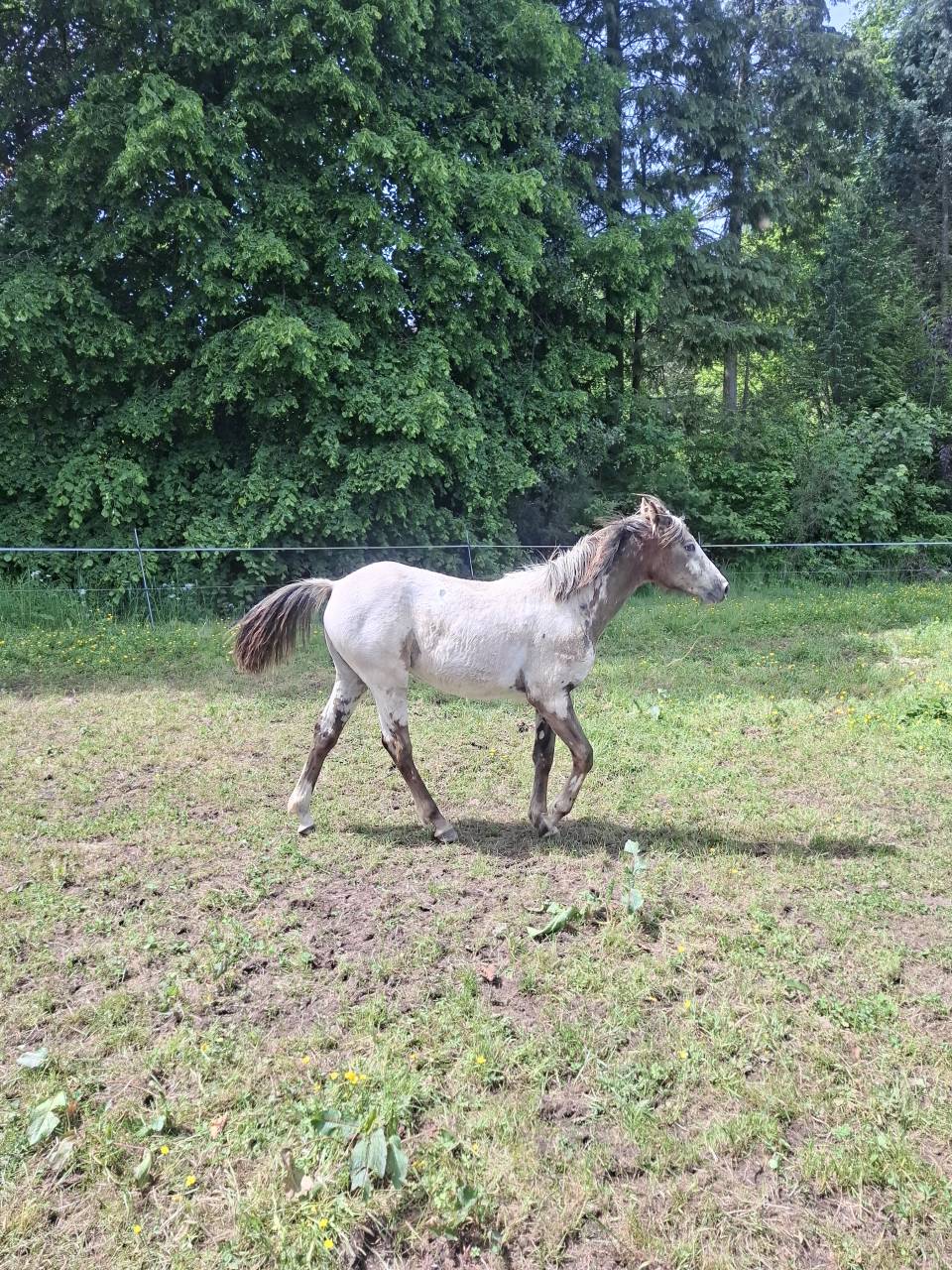 Filly Appaloosa For sale 2025 Buckskin