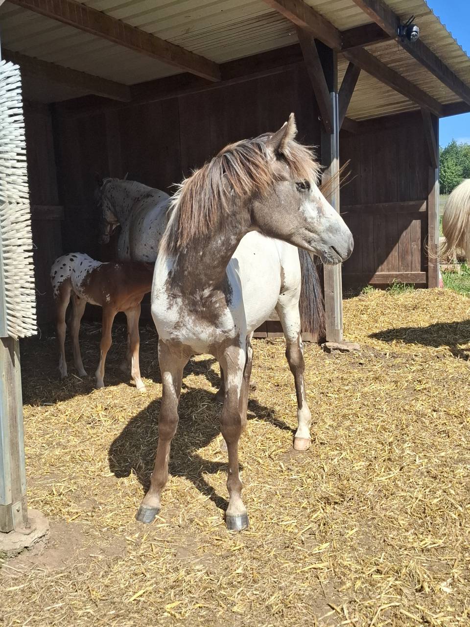 Filly Appaloosa For sale 2025 Buckskin