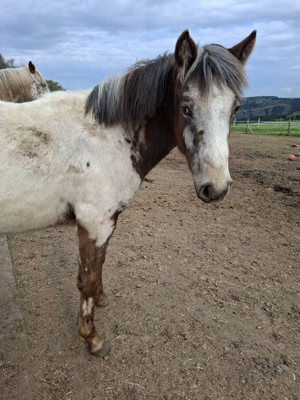 Filly Appaloosa For sale 2025 Buckskin