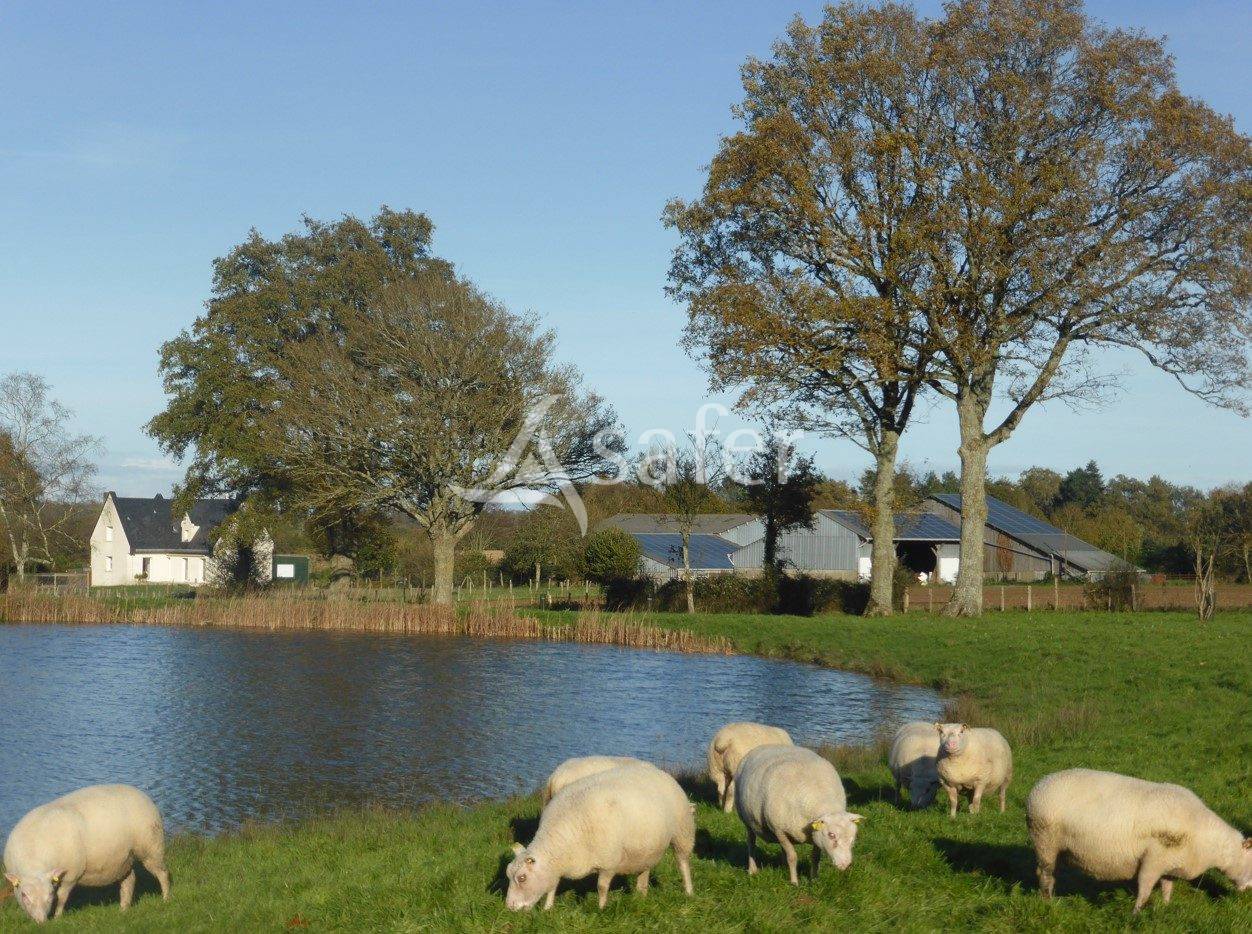 Sheep farm  Maine-et-Loire