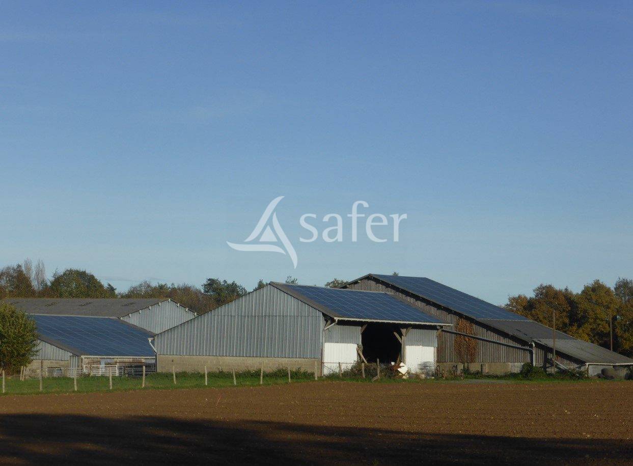 Sheep farm  Maine-et-Loire