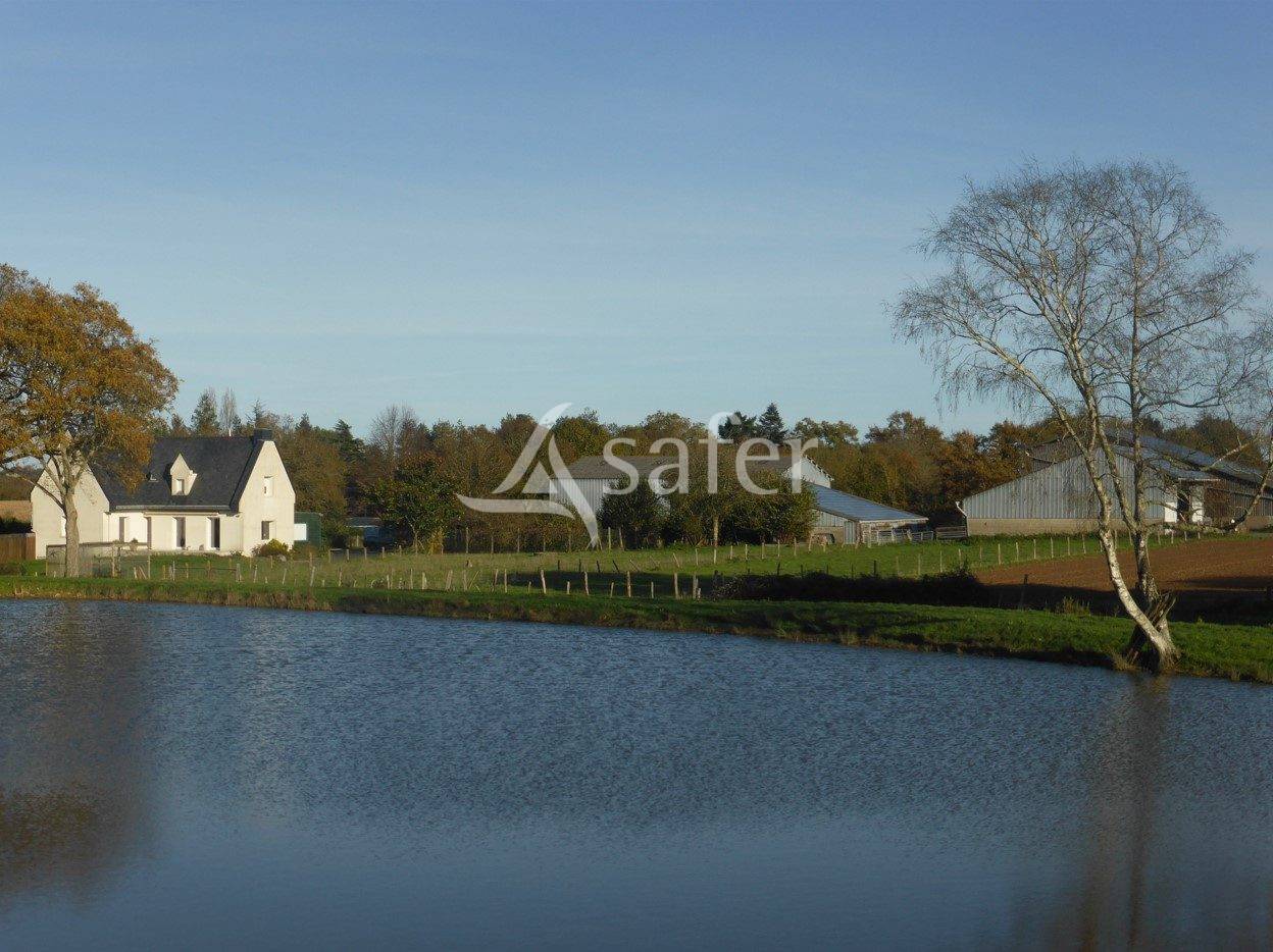 Sheep farm  Maine-et-Loire
