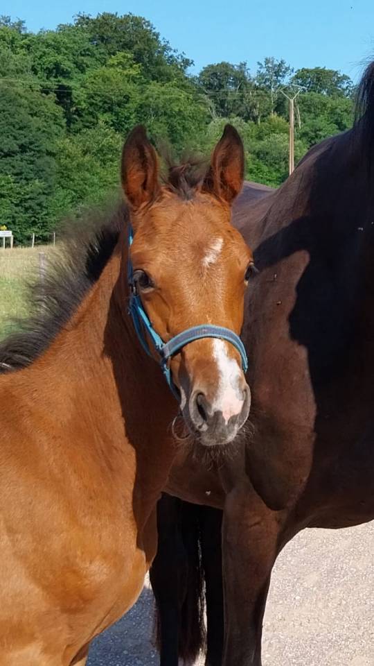 Filly Selle Français For sale 2025 Bay