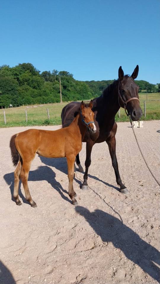 Filly Selle Français For sale 2025 Bay