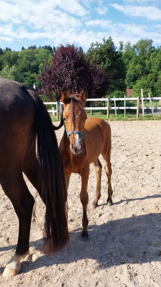 Filly Selle Français For sale 2025 Bay