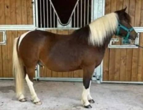 Gelding No Origin Recorded For sale 2015 Coloured