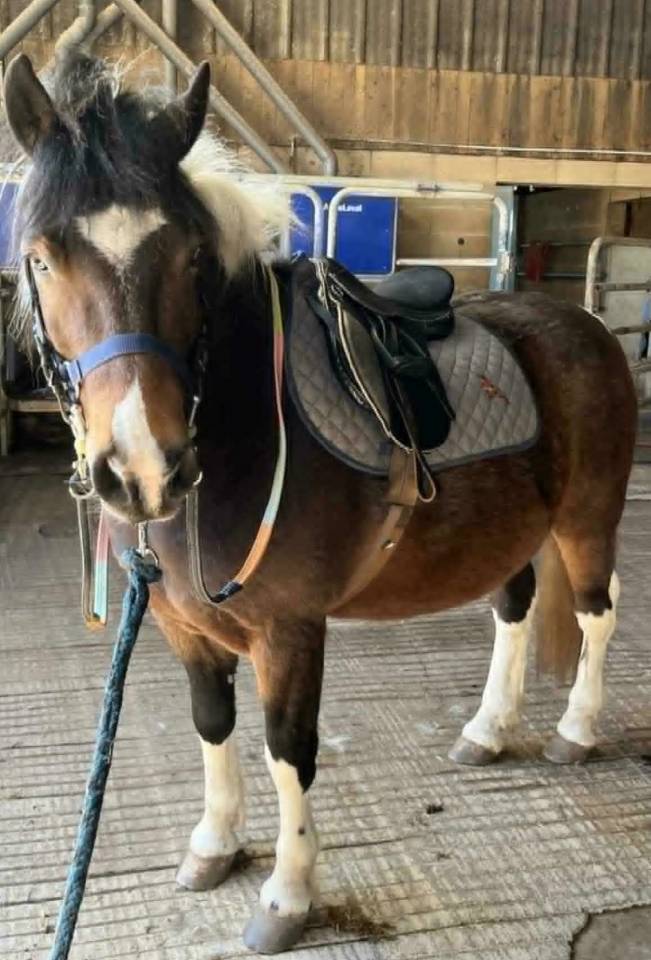 Gelding No Origin Recorded For sale 2015 Coloured