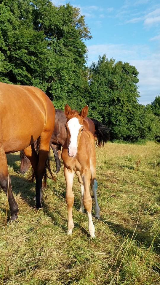 Colt Origin Recorded For sale 2025 Coloured
