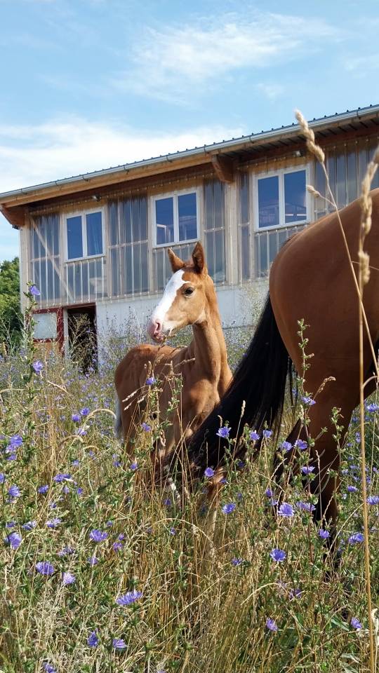 Colt Origin Recorded For sale 2025 Coloured