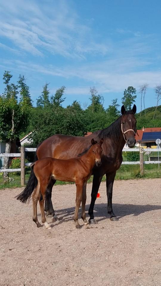 Colt Origin Recorded For sale 2025 Dark Bay