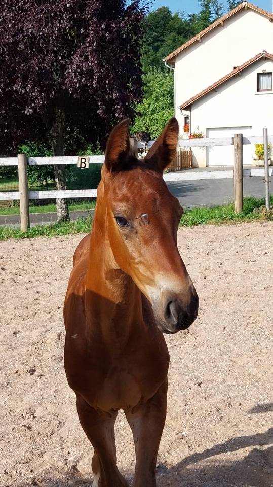 Colt Origin Recorded For sale 2025 Dark Bay