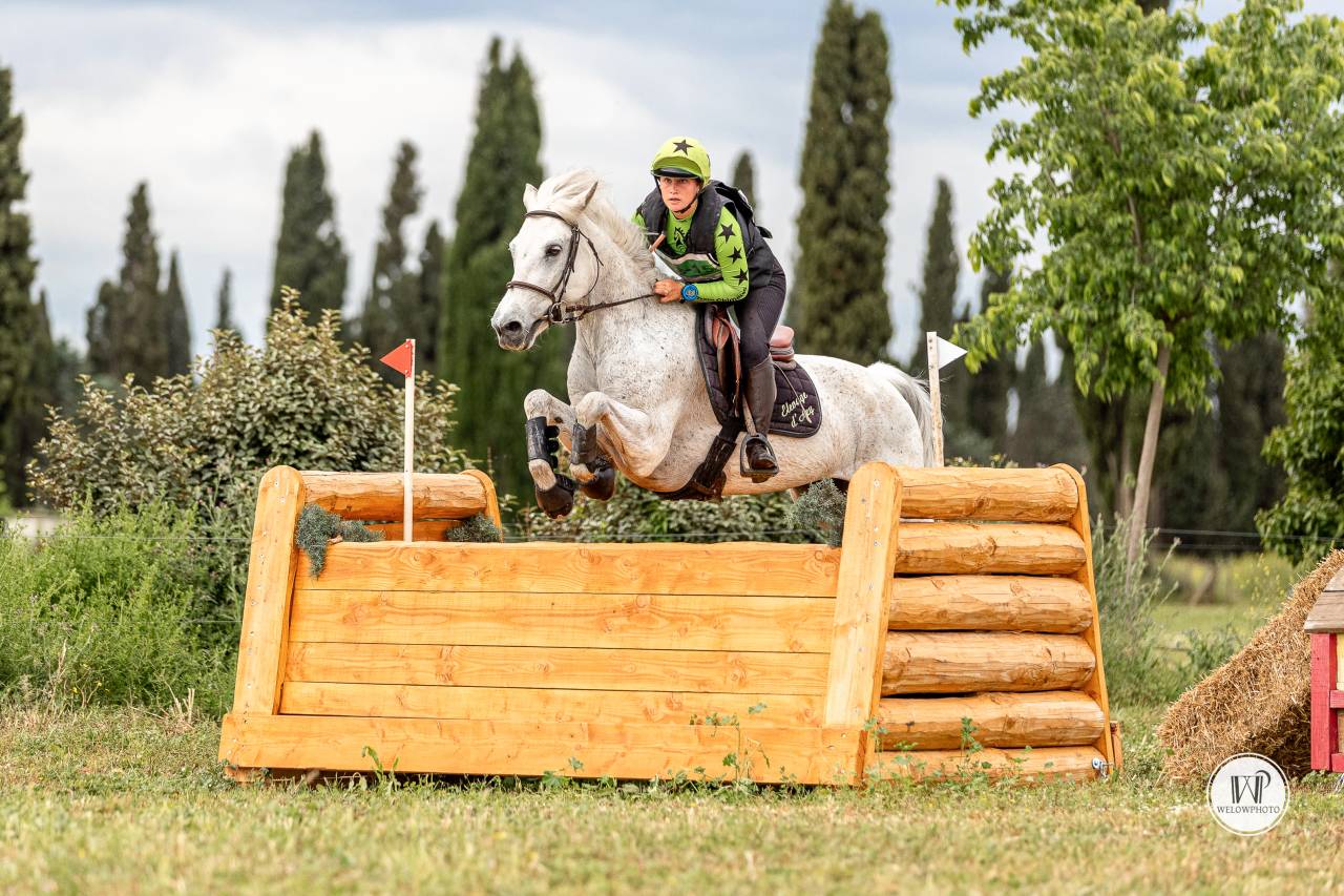 Gelding Connemara For sale 2015 Grey