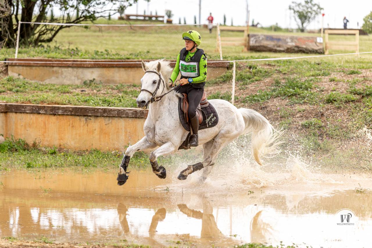 Gelding Connemara For sale 2015 Grey