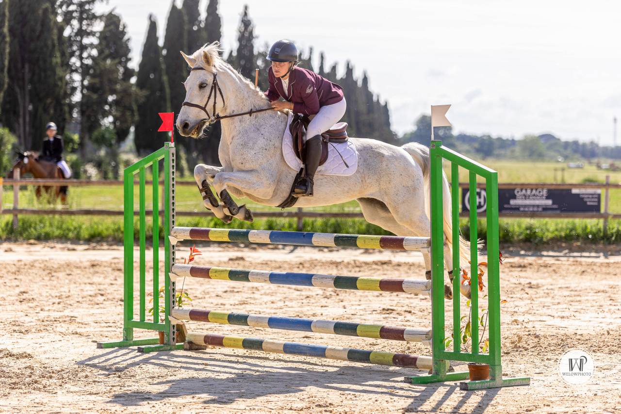 Gelding Connemara For sale 2015 Grey