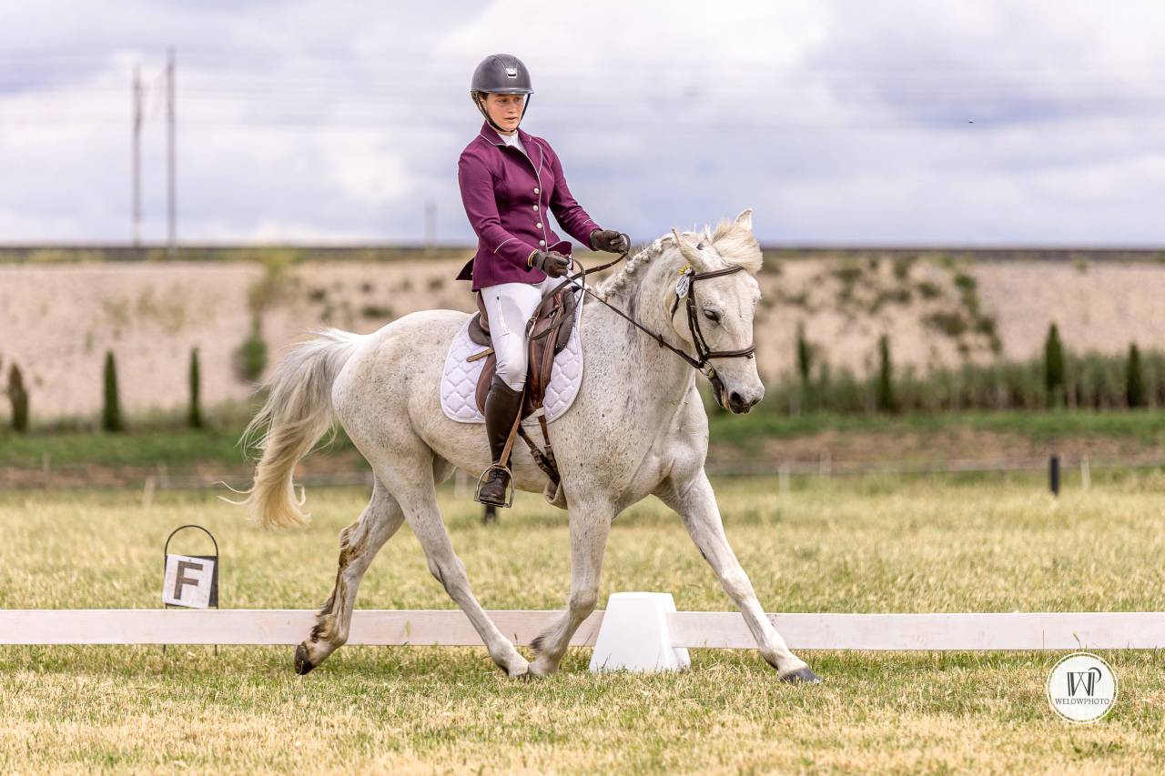 Gelding Connemara For sale 2015 Grey